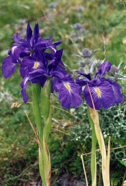 Iris xiphioides